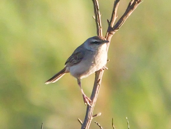 Brown Songlark - ML623738860