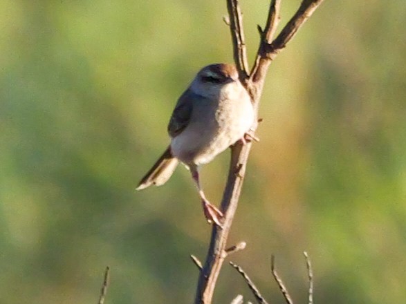 Brown Songlark - ML623738861