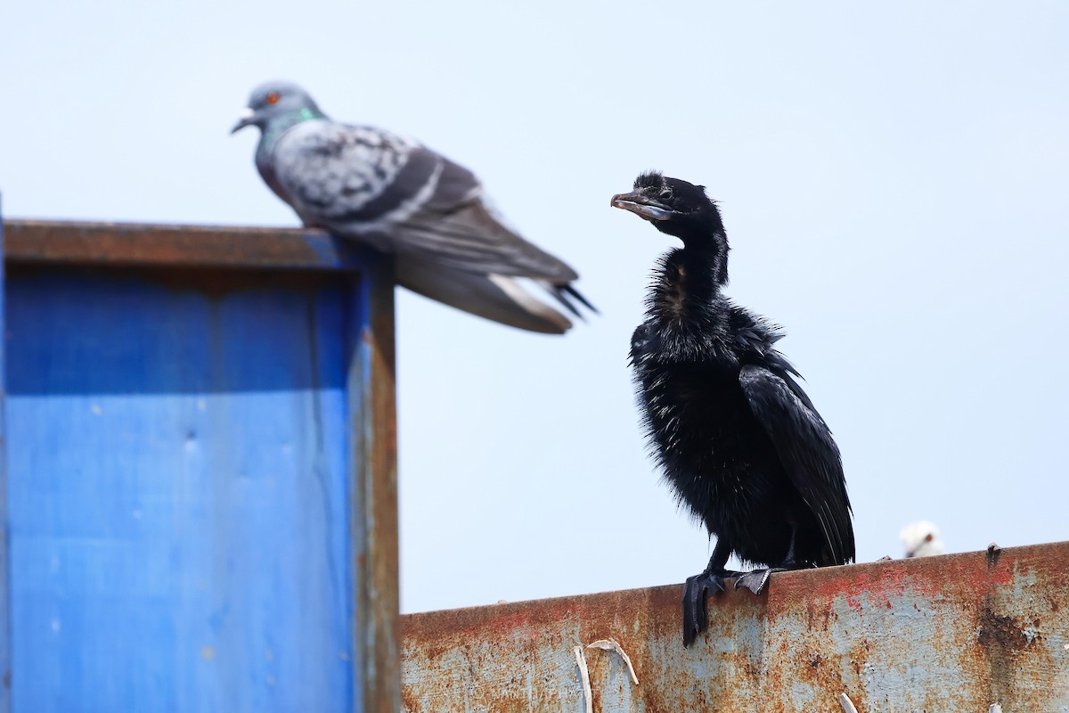 Little Cormorant - Nanthaphat Thitiwatthanarat