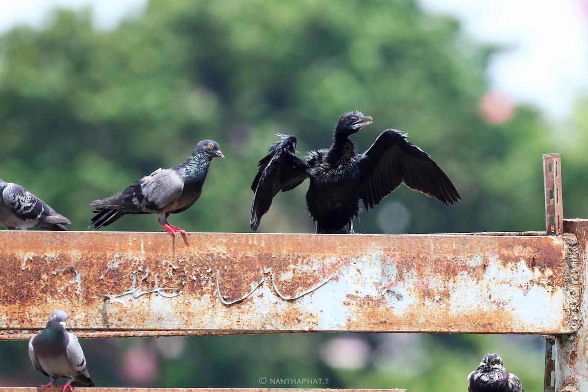 Little Cormorant - Nanthaphat Thitiwatthanarat