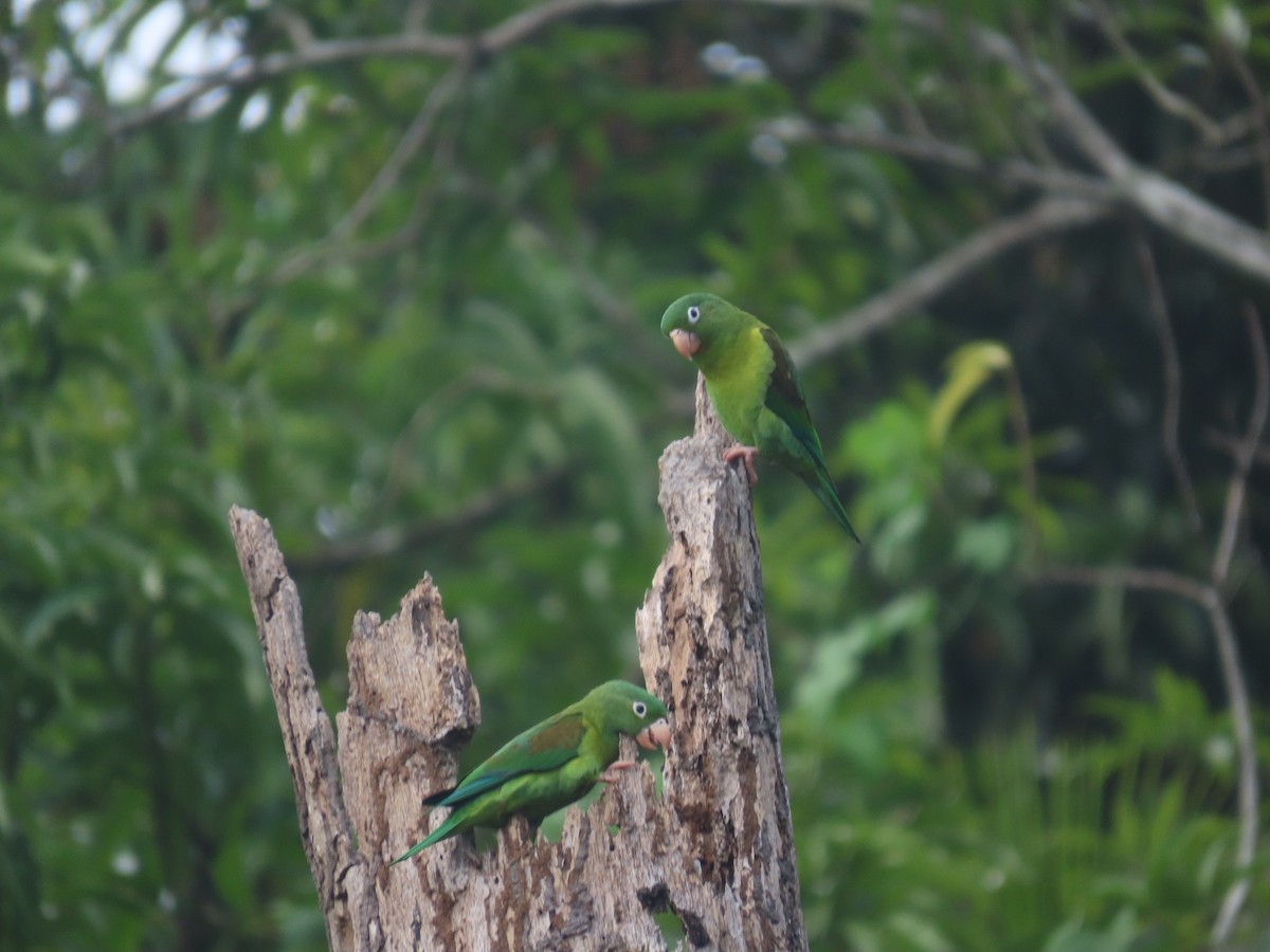 Orange-chinned Parakeet - ML623738923