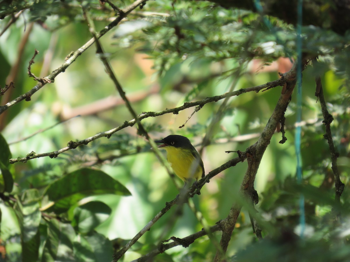 Common Tody-Flycatcher - ML623738931