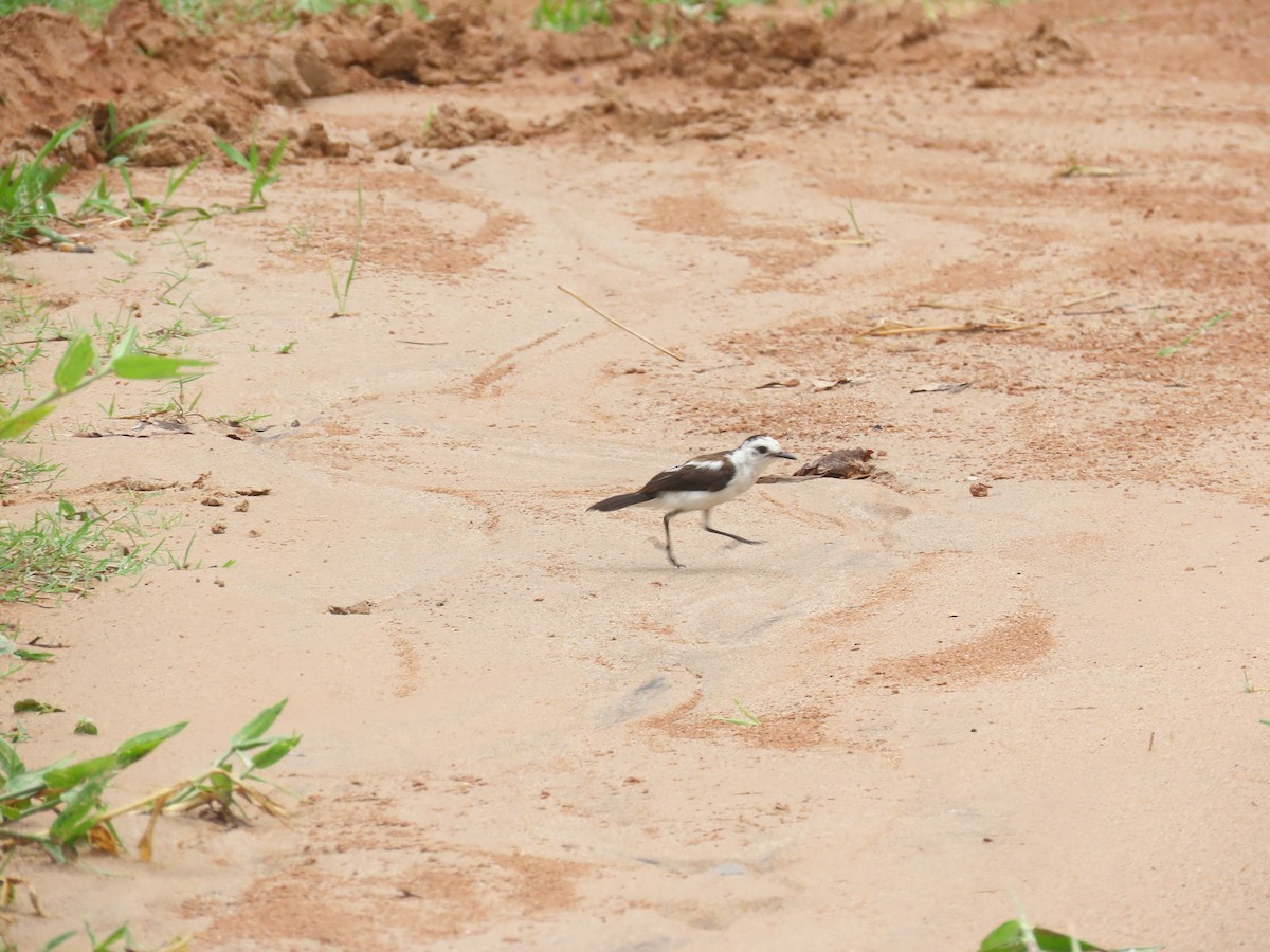 Pied Water-Tyrant - ML623738941