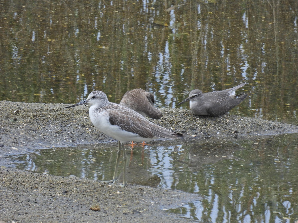 Common Greenshank - Jeff Esser