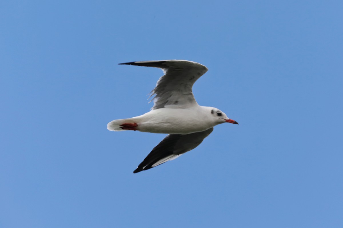 Black-headed Gull - Starlit Chen