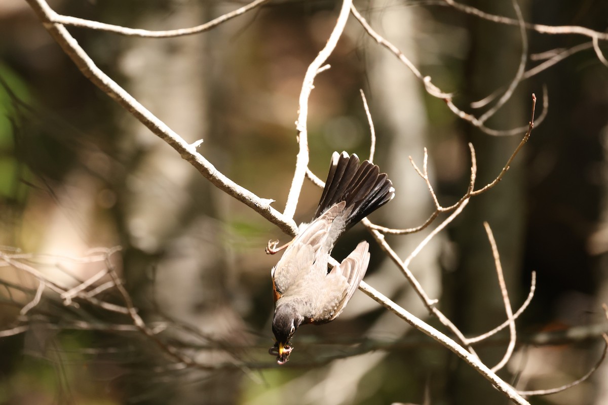 American Robin - ML623738991