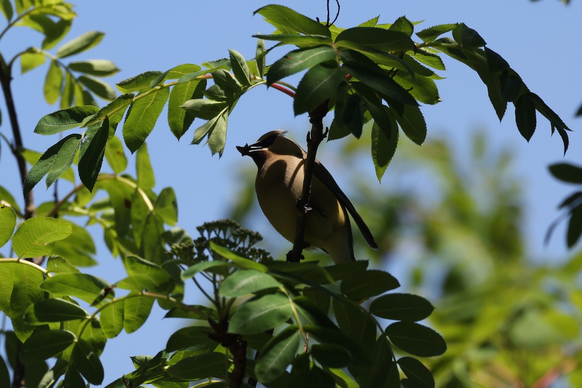 Cedar Waxwing - ML623738995