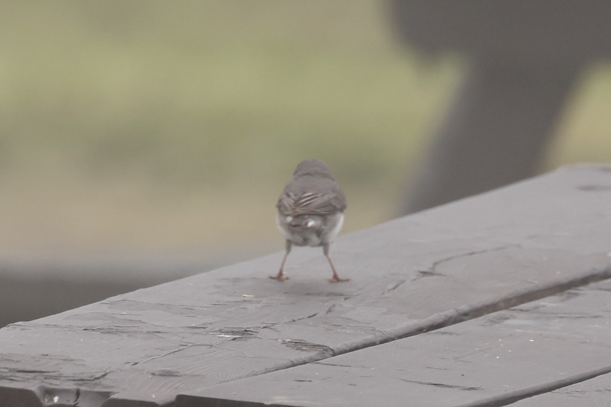 Dark-eyed Junco - Michael Gallo