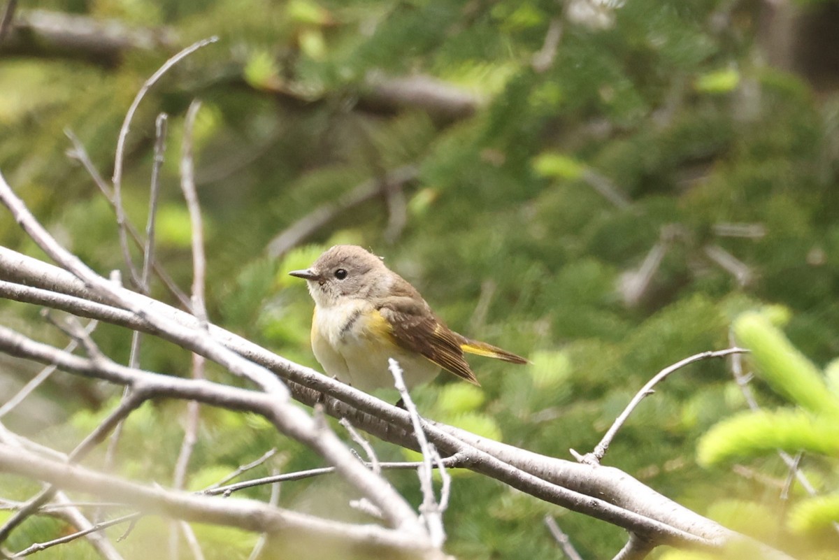 American Redstart - ML623739011