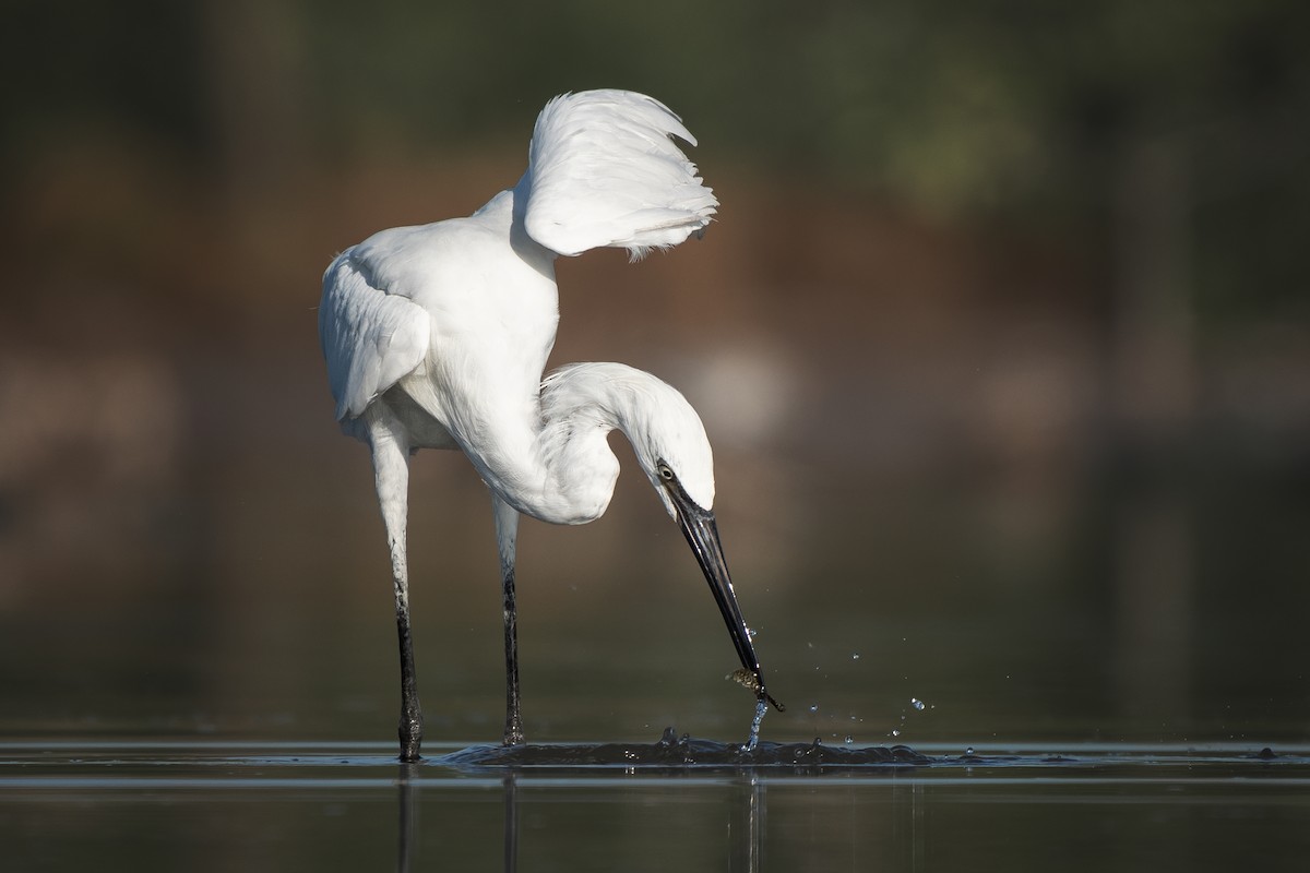 Reddish Egret - ML623739015