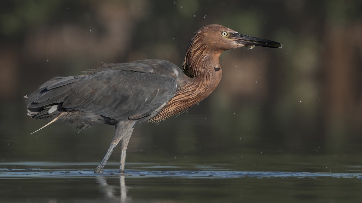 Reddish Egret - ML623739016