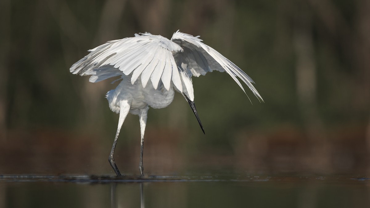 Reddish Egret - ML623739017