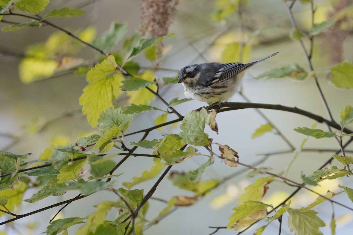 Black-throated Gray Warbler - ML623739019