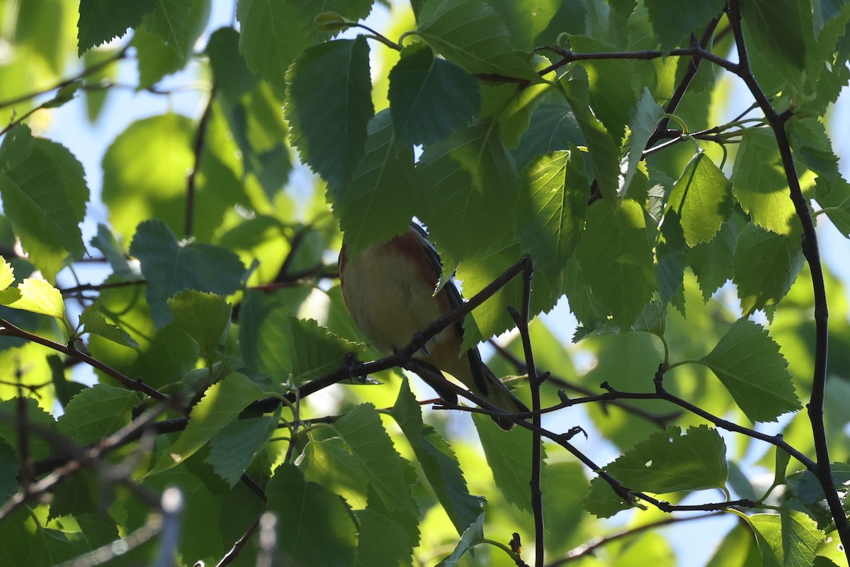 Bay-breasted Warbler - ML623739031