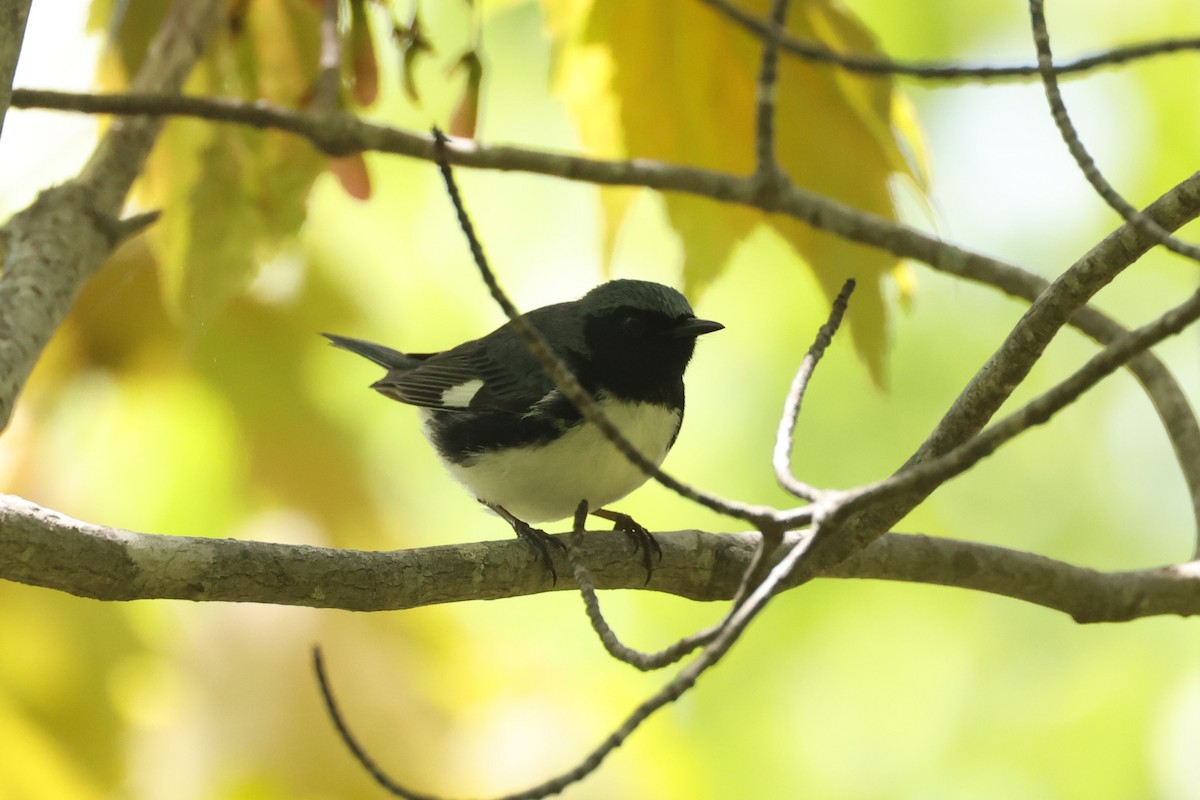 Black-throated Blue Warbler - ML623739039