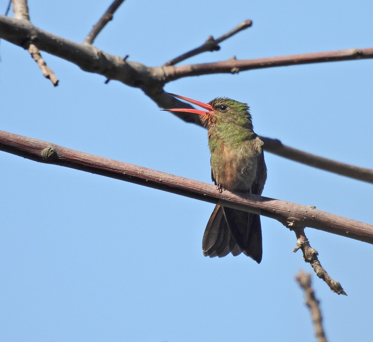 Gilded Hummingbird - ML623739041