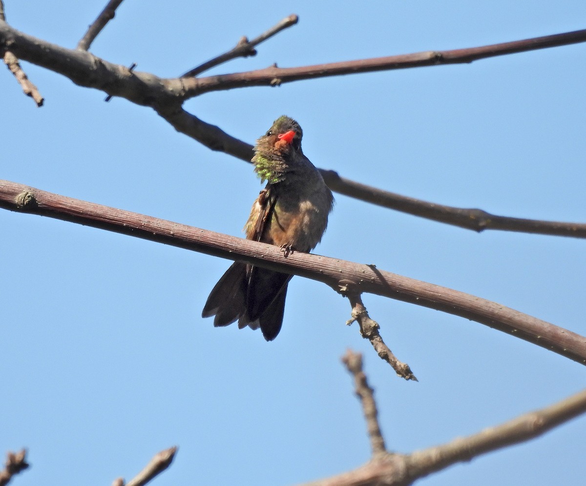 gyllenkolibri - ML623739042