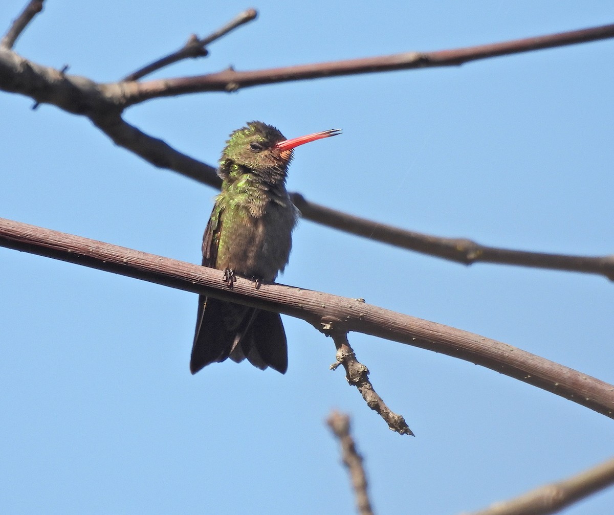 gyllenkolibri - ML623739043