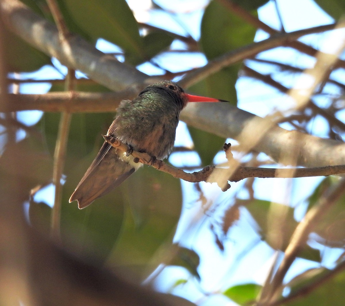 gyllenkolibri - ML623739044