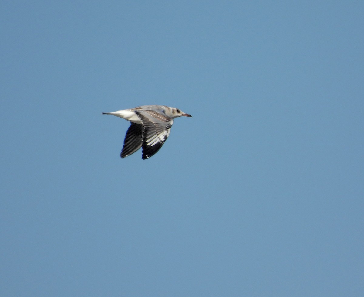 Gray-hooded Gull - ML623739062