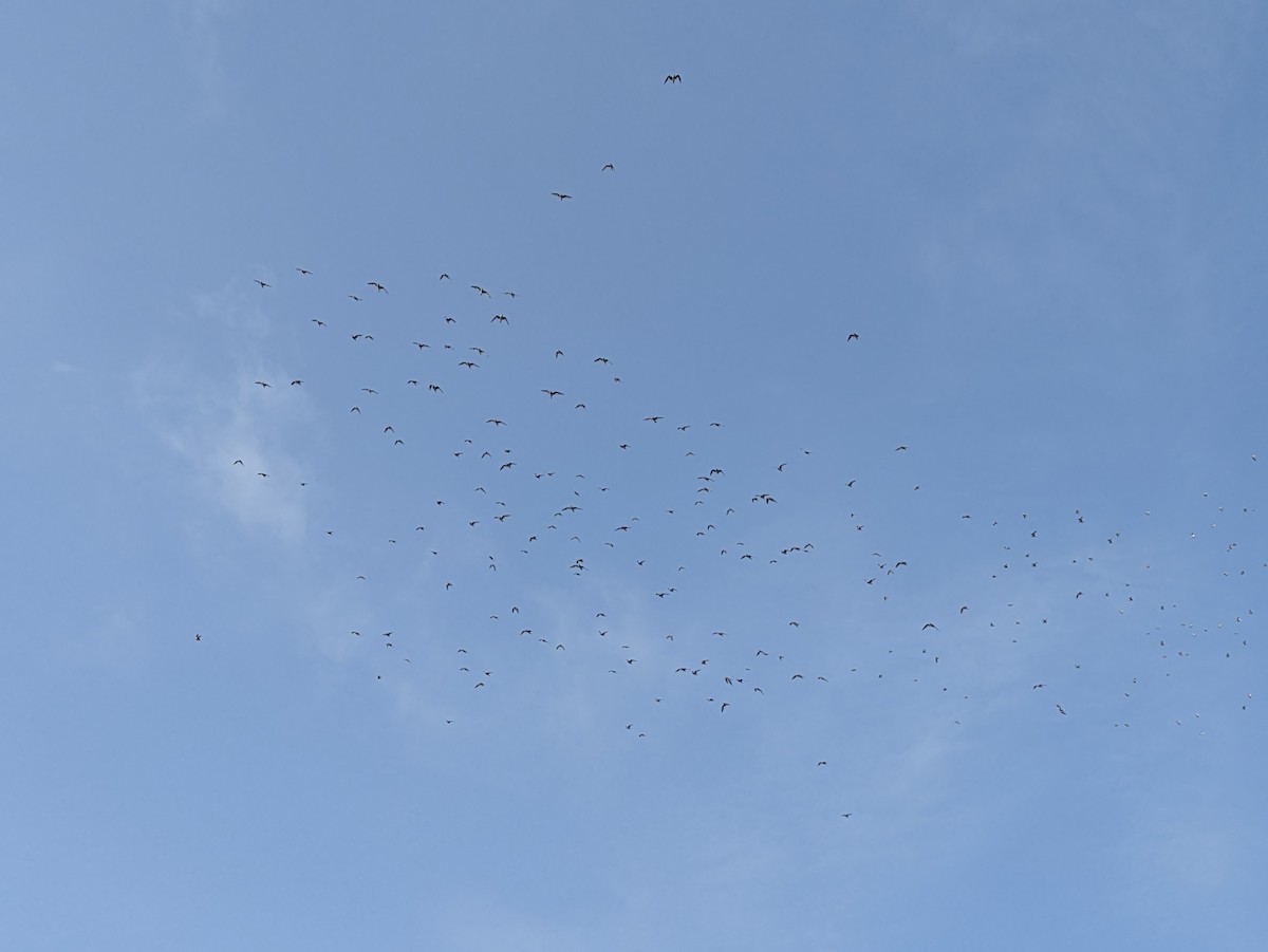 Small Pratincole - ML623739087