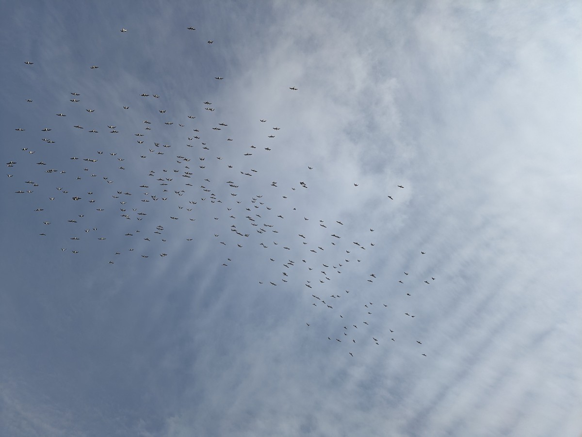 Small Pratincole - ML623739088