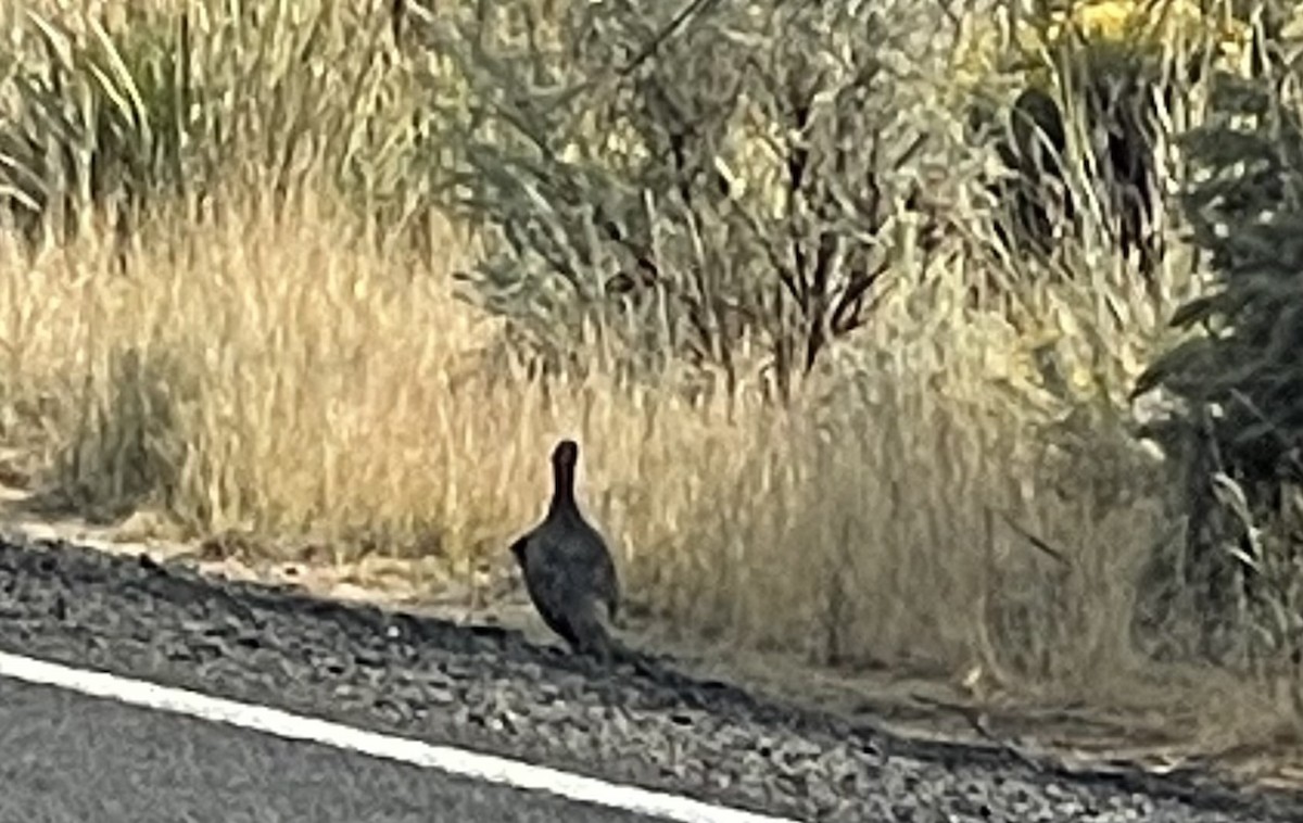 Greater Sage-Grouse - ML623739090