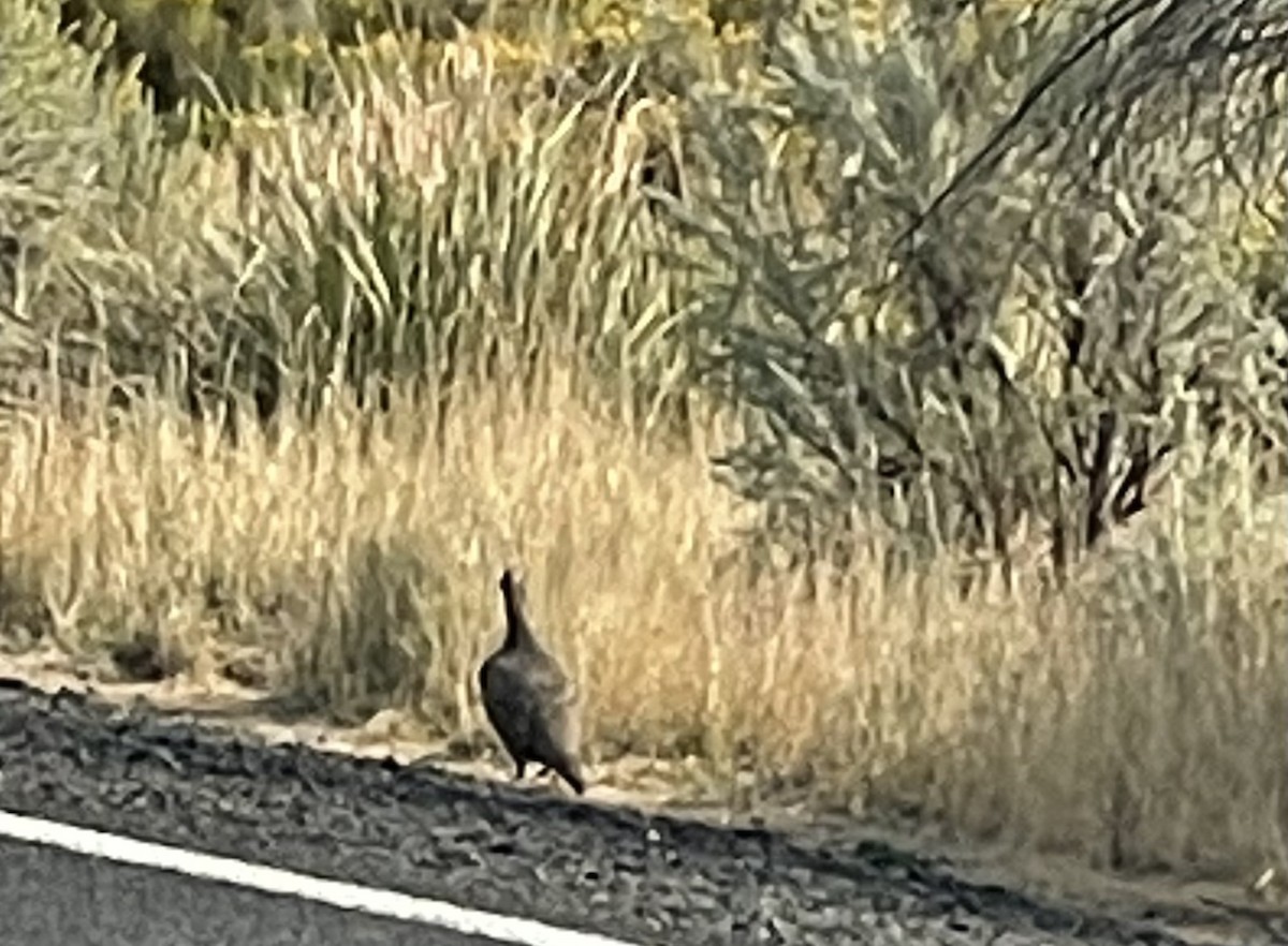 Greater Sage-Grouse - ML623739091
