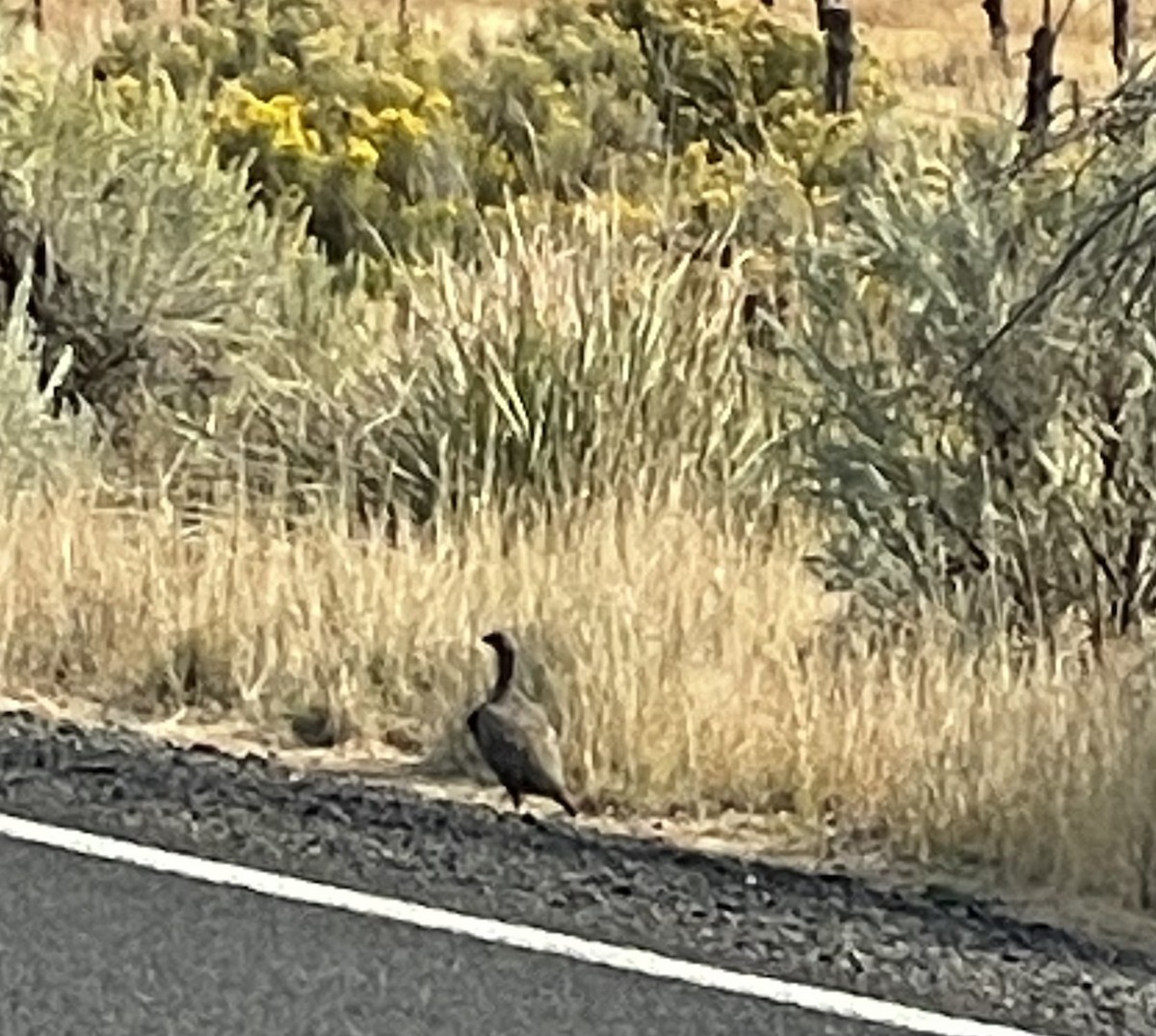 Greater Sage-Grouse - ML623739092