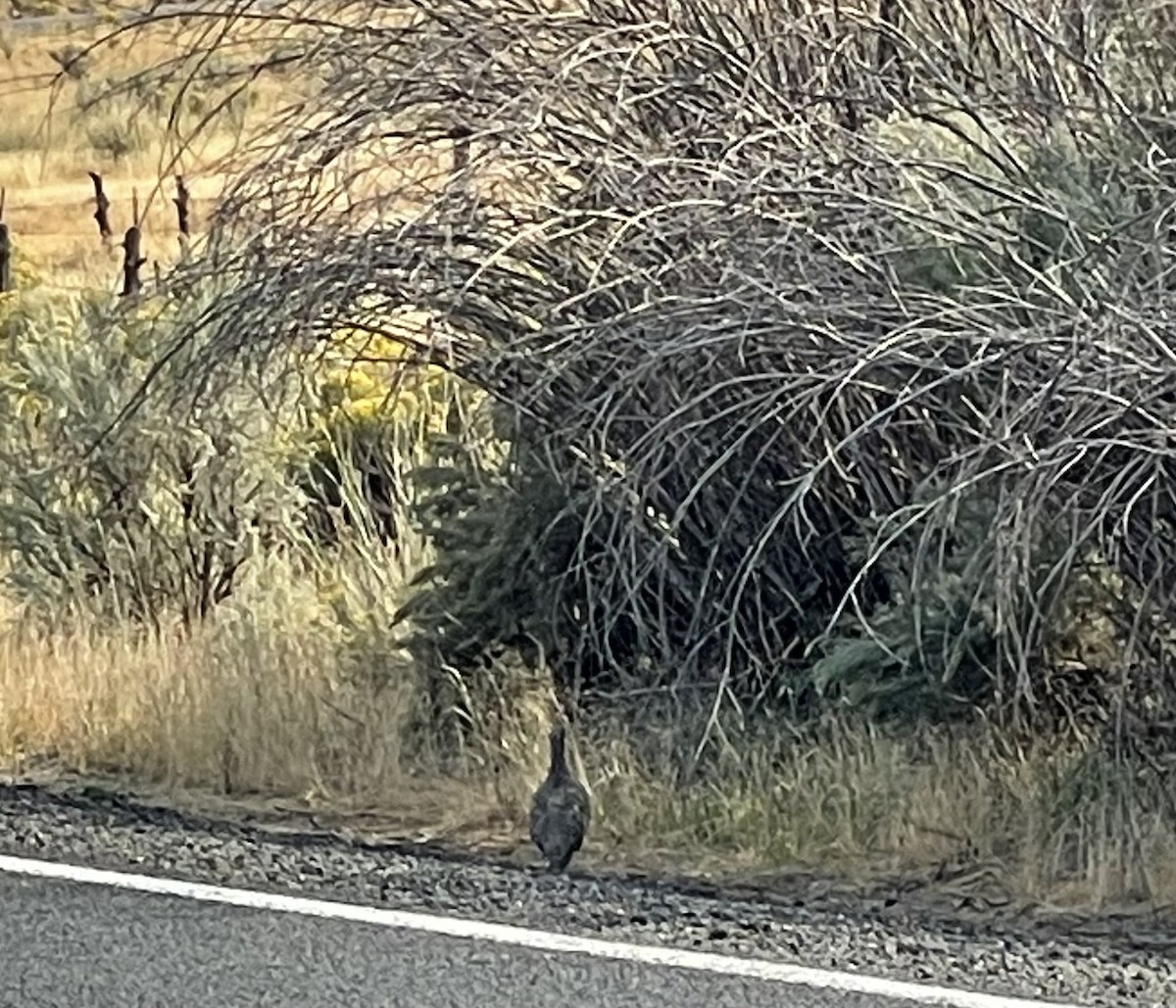 Greater Sage-Grouse - ML623739093