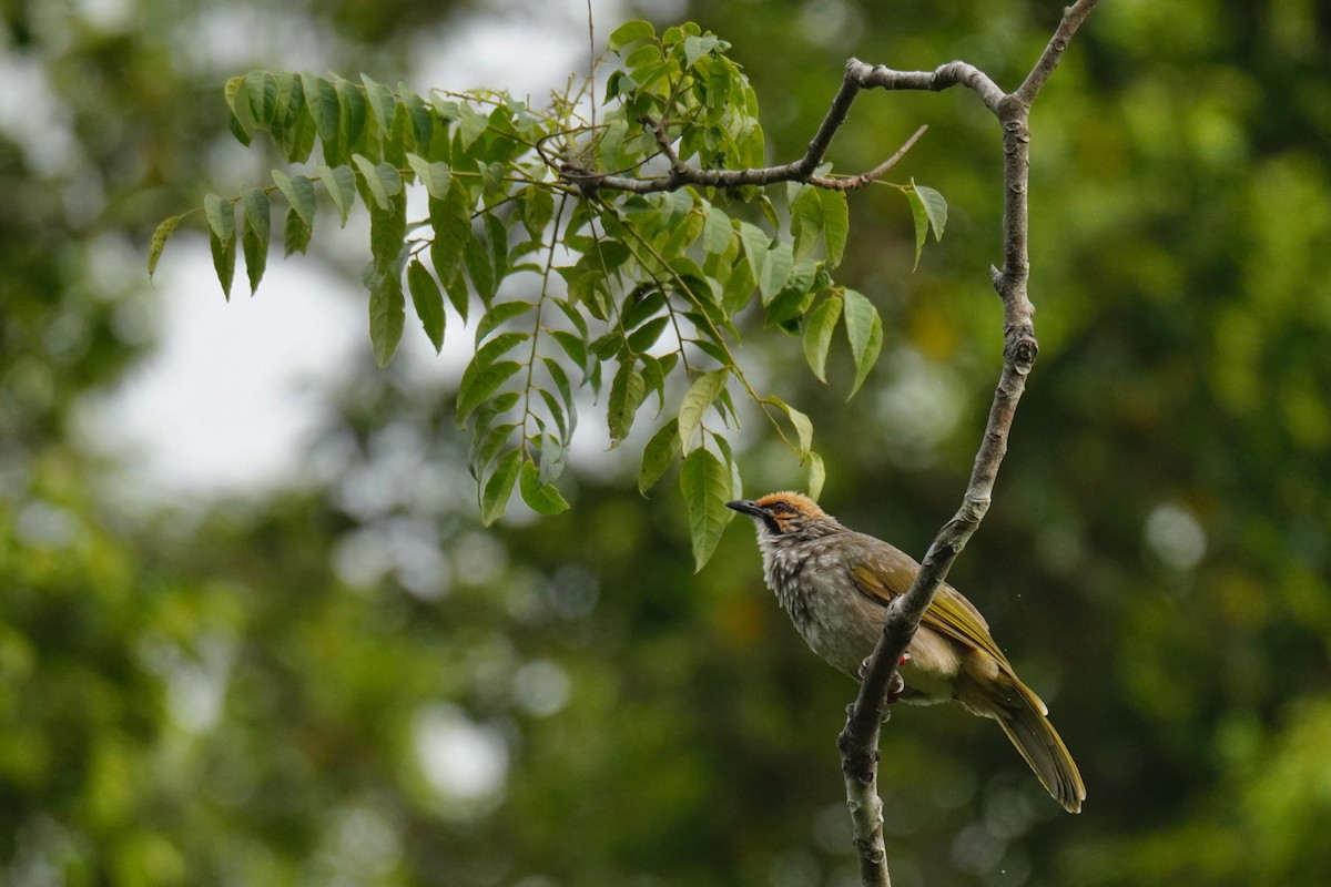 Straw-headed Bulbul - ML623739095