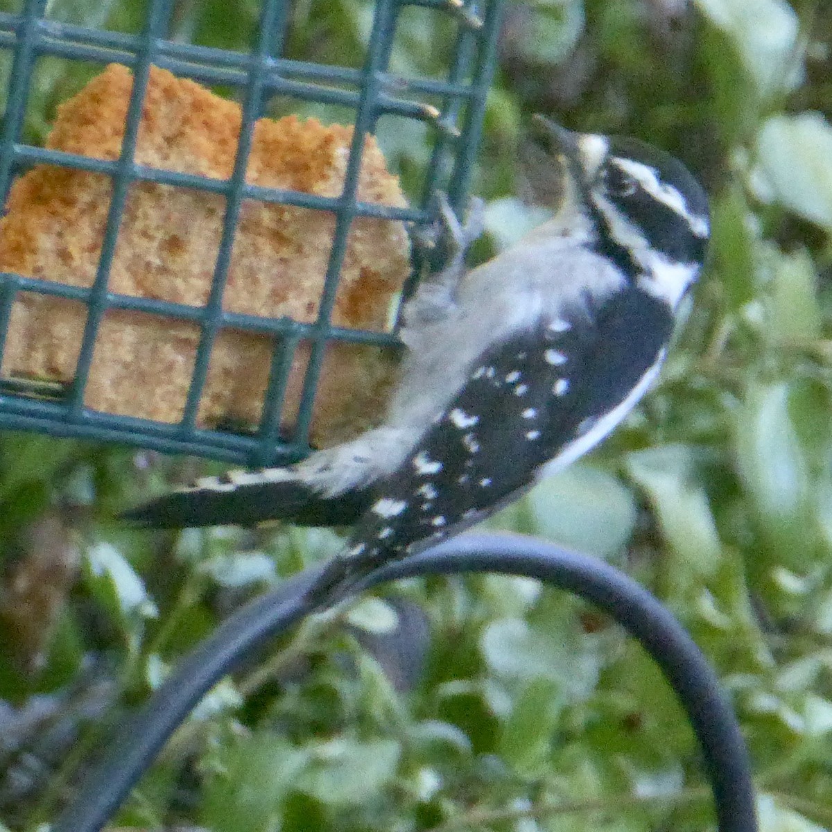 Downy Woodpecker - ML623739138