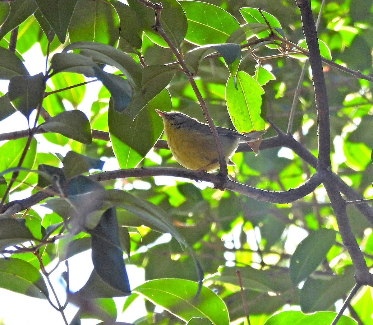 Golden-crowned Warbler - ML623739164