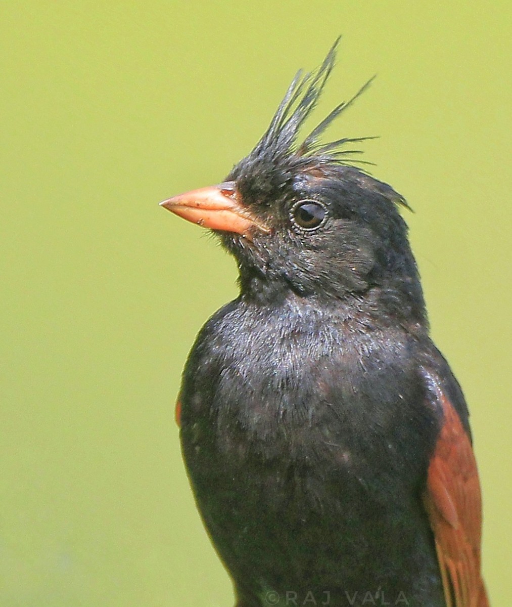 Crested Bunting - ML623739250
