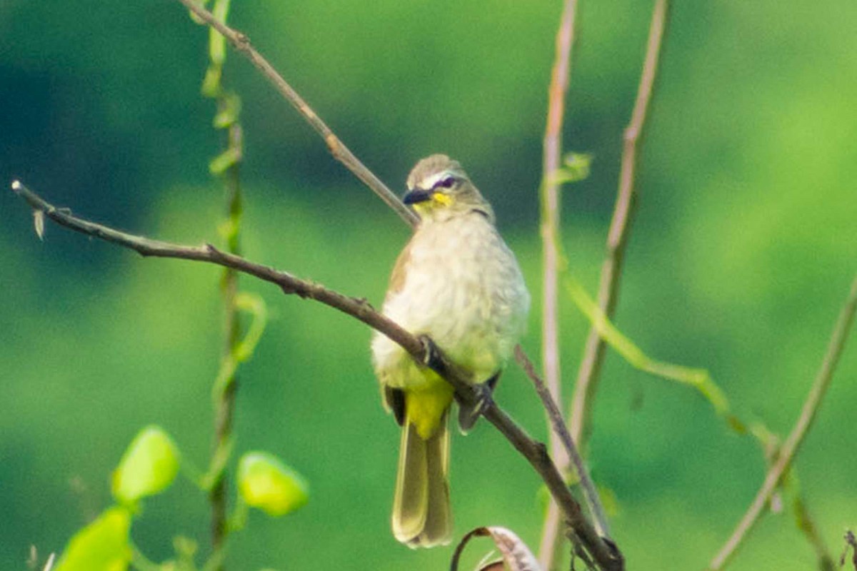 White-browed Bulbul - ML623739251