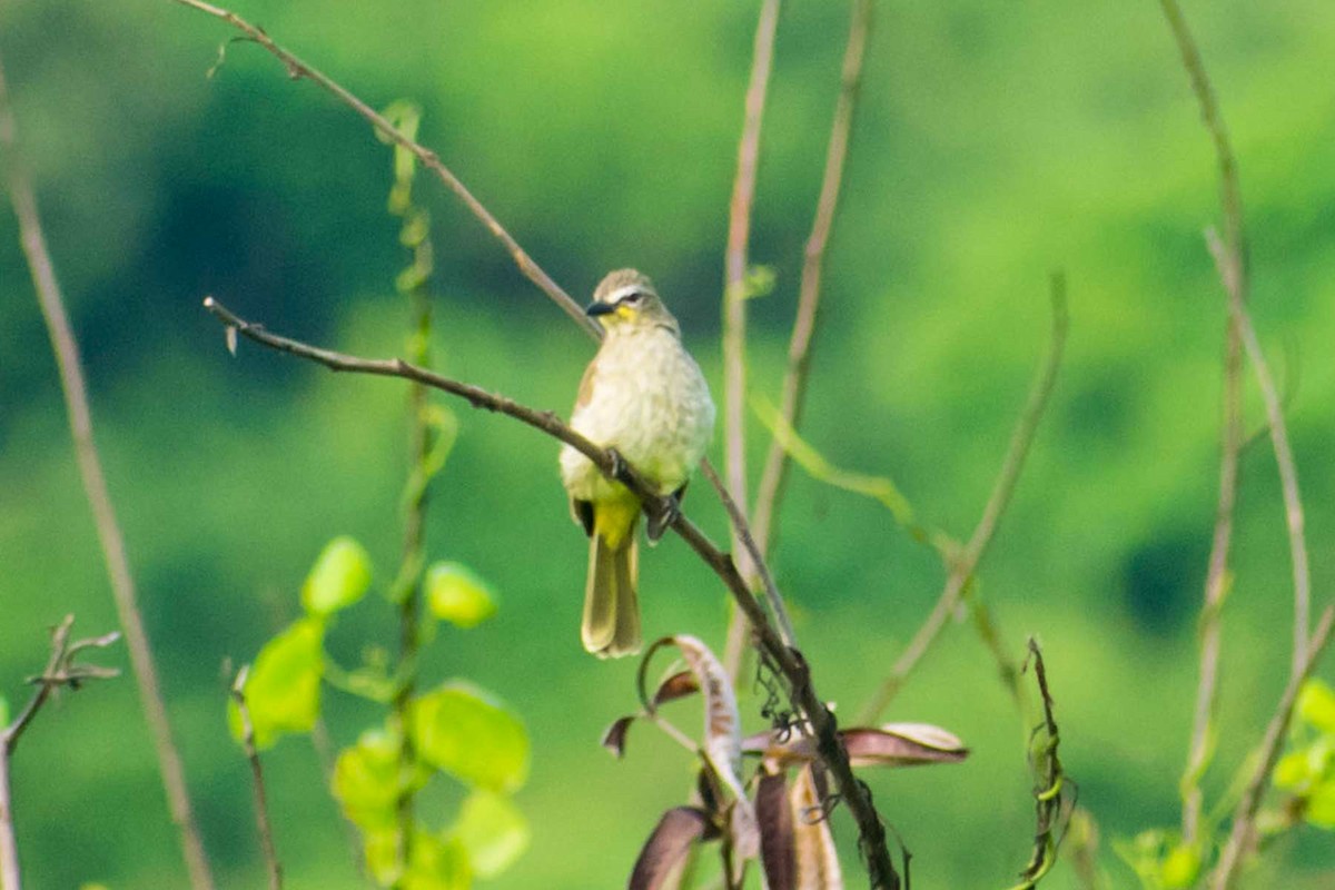 White-browed Bulbul - ML623739252