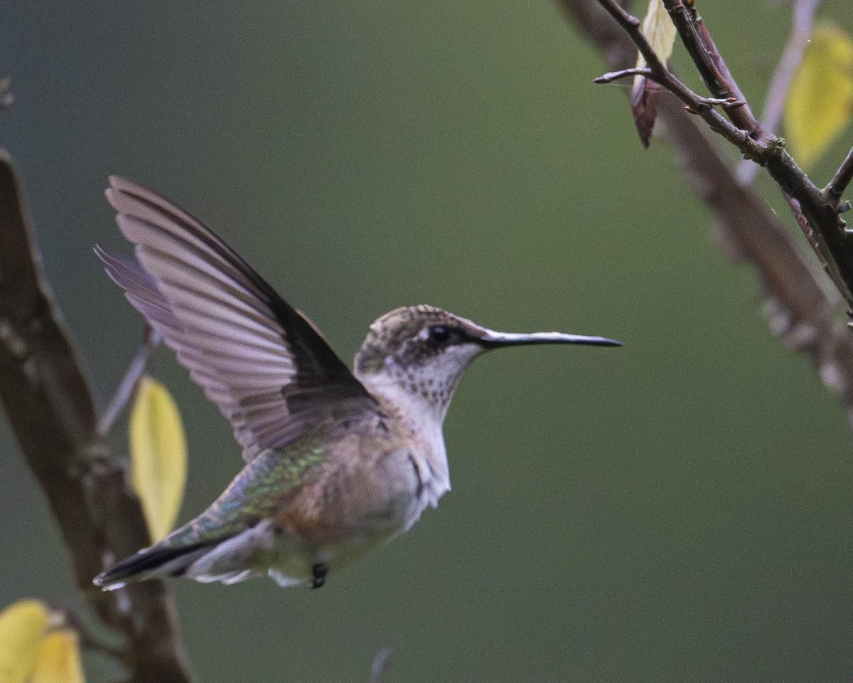 Ruby-throated Hummingbird - ML623739275