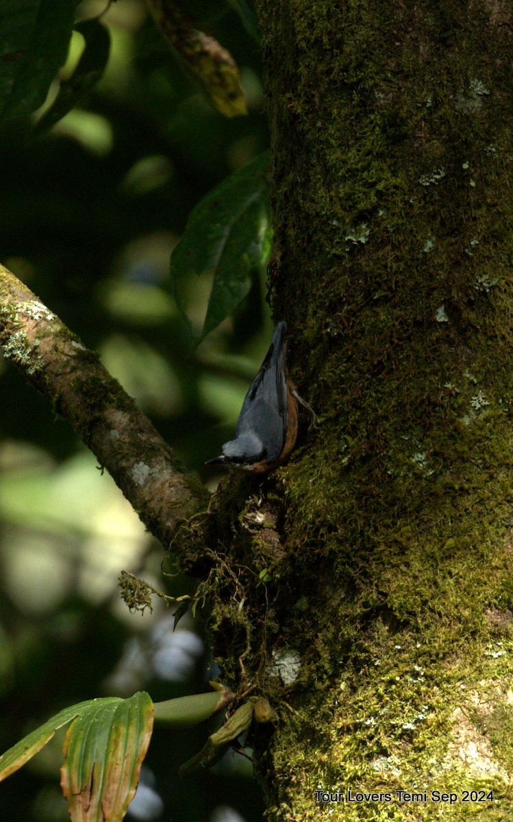 Trepador Ventricastaño - ML623739279