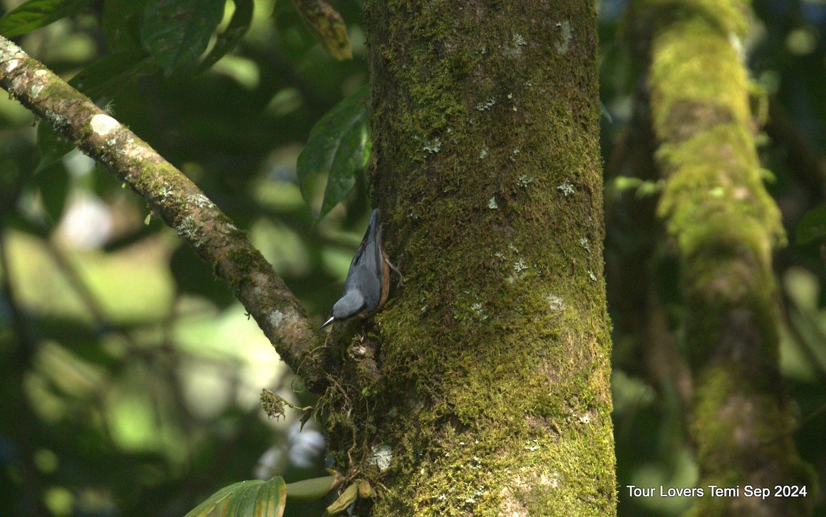 Trepador Ventricastaño - ML623739280