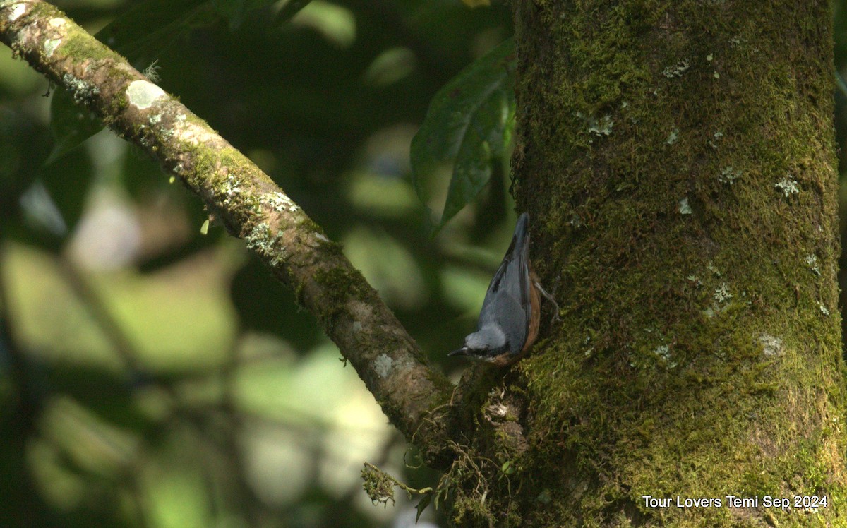 Chestnut-bellied Nuthatch - Suman Dasgupta