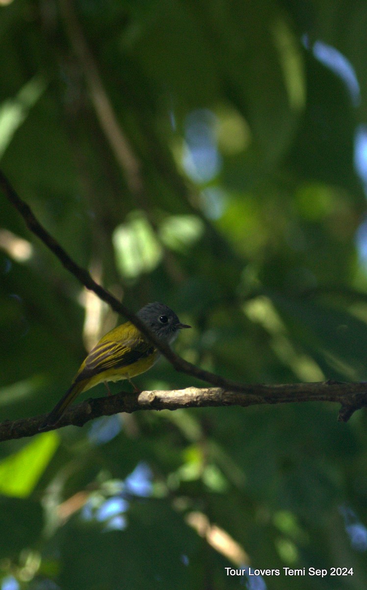 Gray-hooded Warbler - Suman Dasgupta