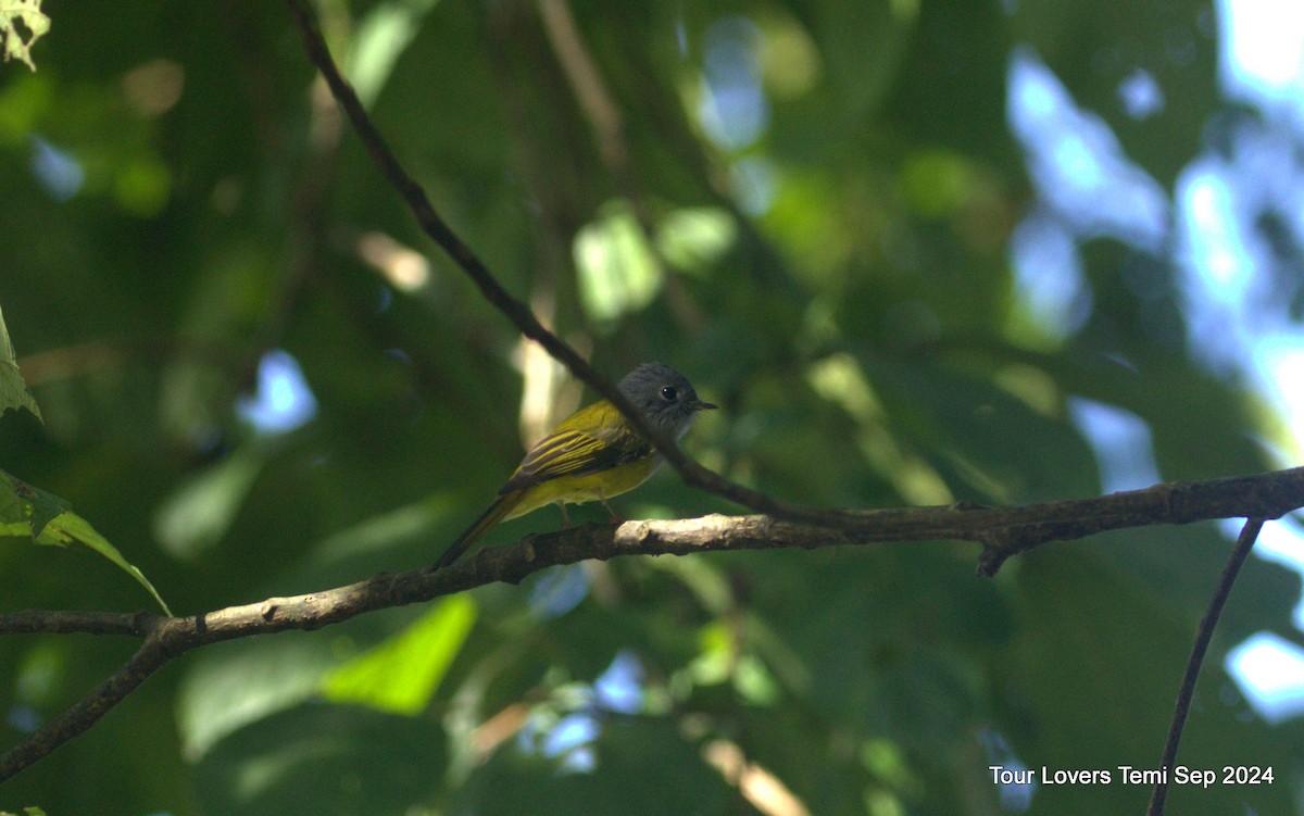 Gray-hooded Warbler - ML623739284