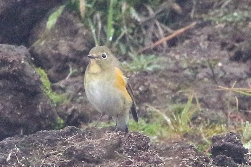 Red-flanked Bluetail - ML623739290