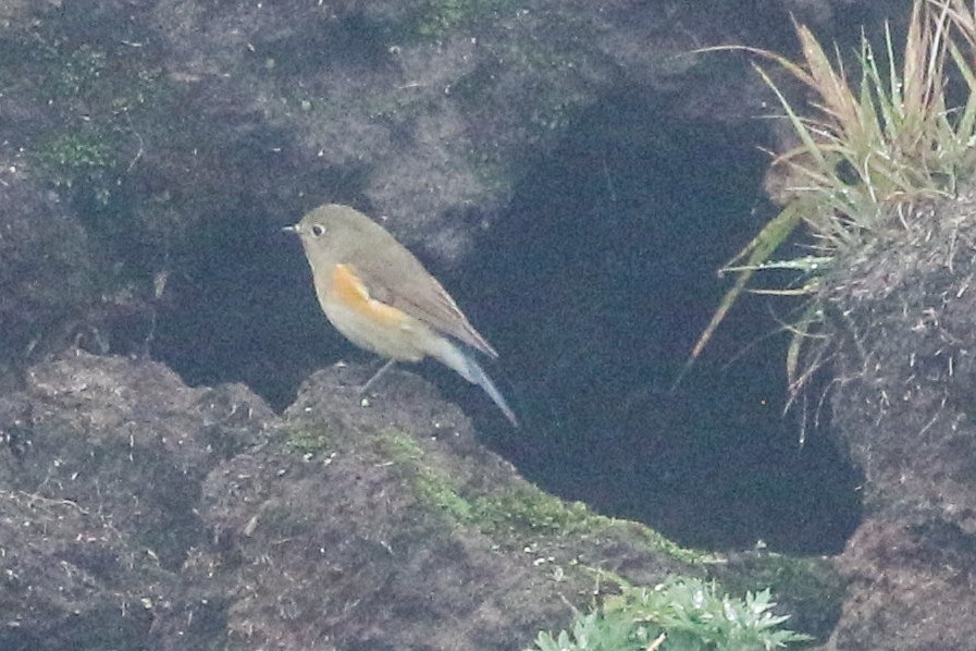 Red-flanked Bluetail - ML623739291