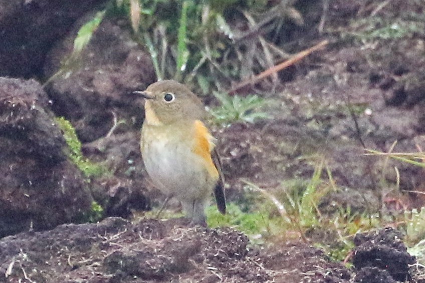 Red-flanked Bluetail - ML623739292