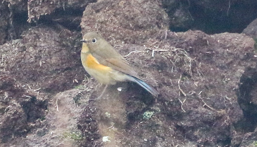 Red-flanked Bluetail - riley wyna