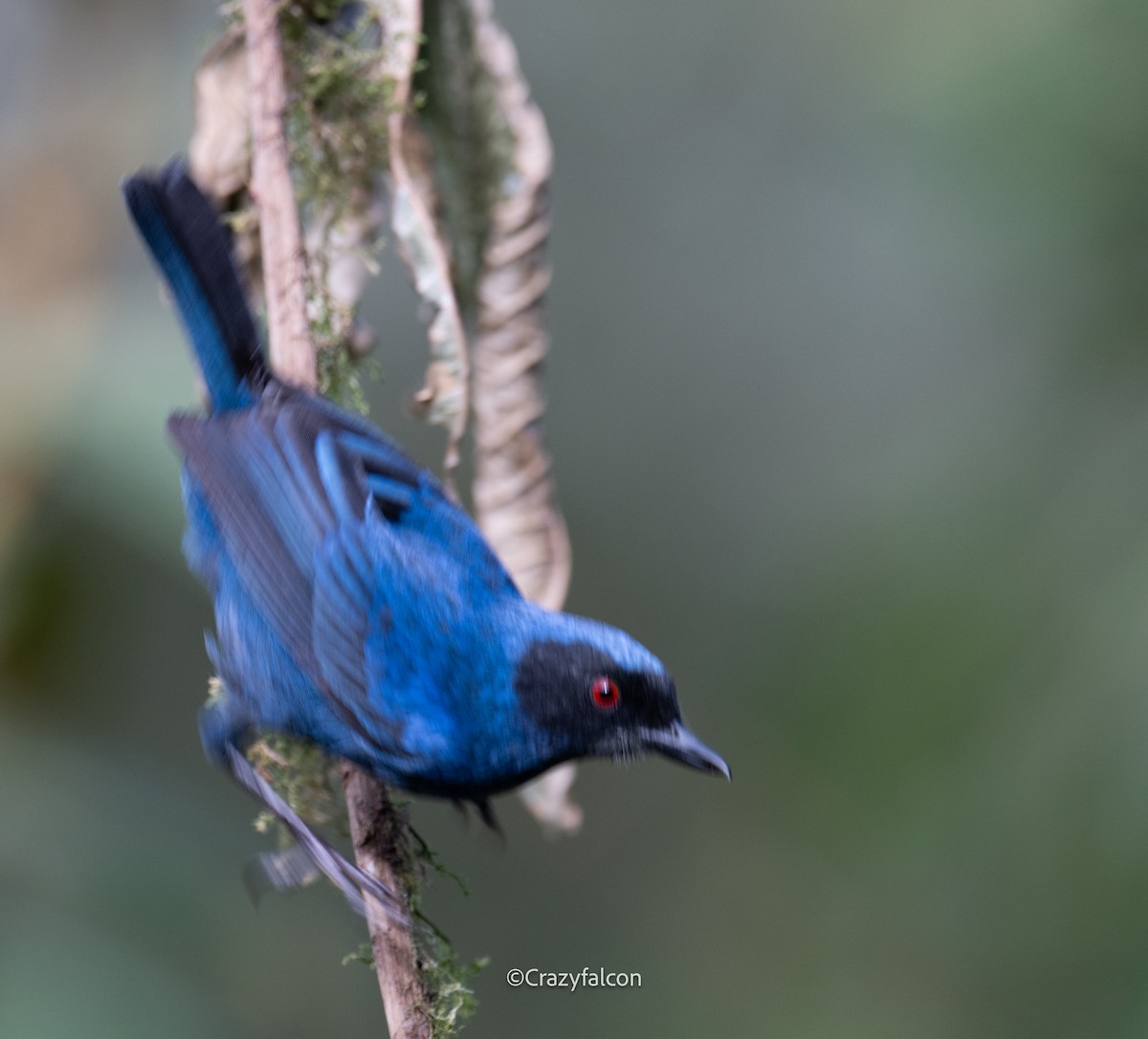 Masked Flowerpiercer - ML623739299