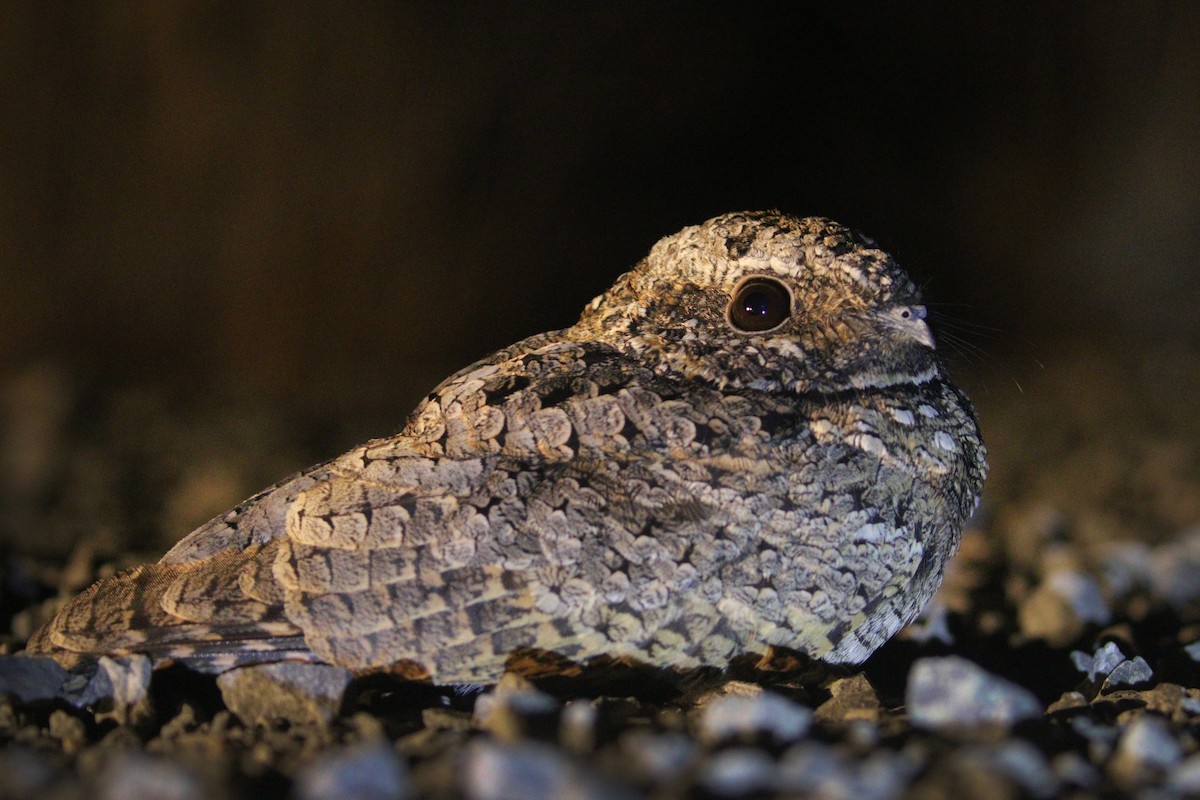 Common Poorwill - ML623739327