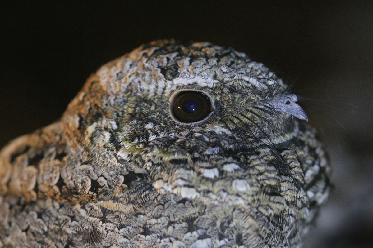 Common Poorwill - ML623739328