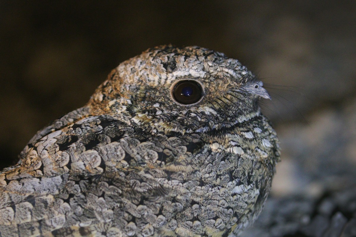 Common Poorwill - ML623739329